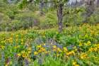 USA, Washington State, Lyle. Oak trees with balsamroot and lupine Art Print